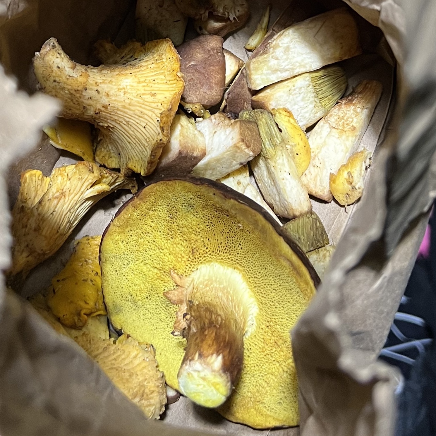 bag full of mushrooms foraged on the redwood coast, including boletes and chanterelles